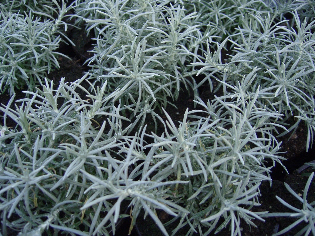 [HEITALI] KURRIEKRUID Helichrysum italicum (pot   9cm)