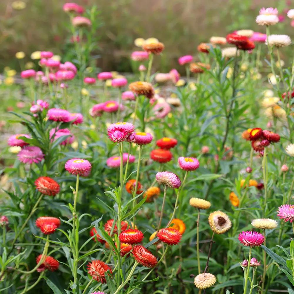 [HELICHD] Helichrysum