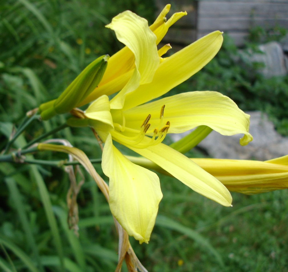 Hemerocallis 'Citrina'