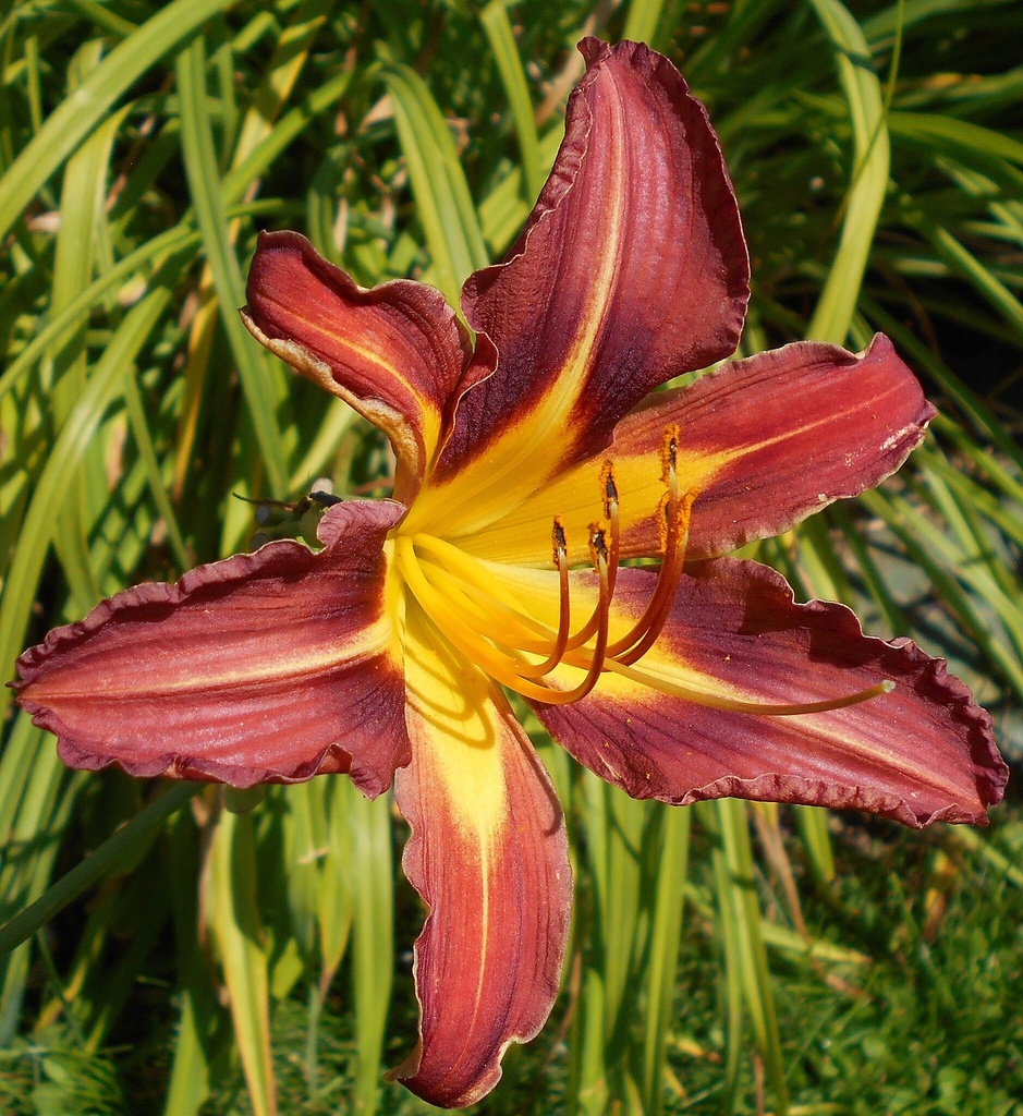 Hemerocallis 'Purple Waters'