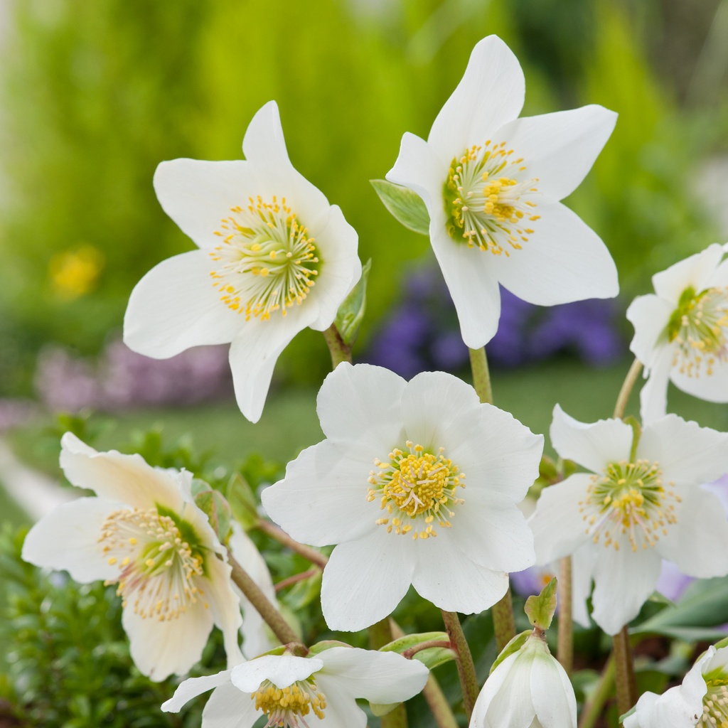 [HENCCAR] Helleborus niger 'Christmas Carol' (—, pot   2L)