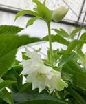 Helleborus or. ViV® 'Amalia'