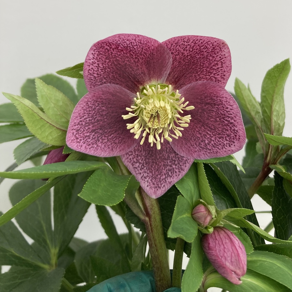 ROSE DE NOËL