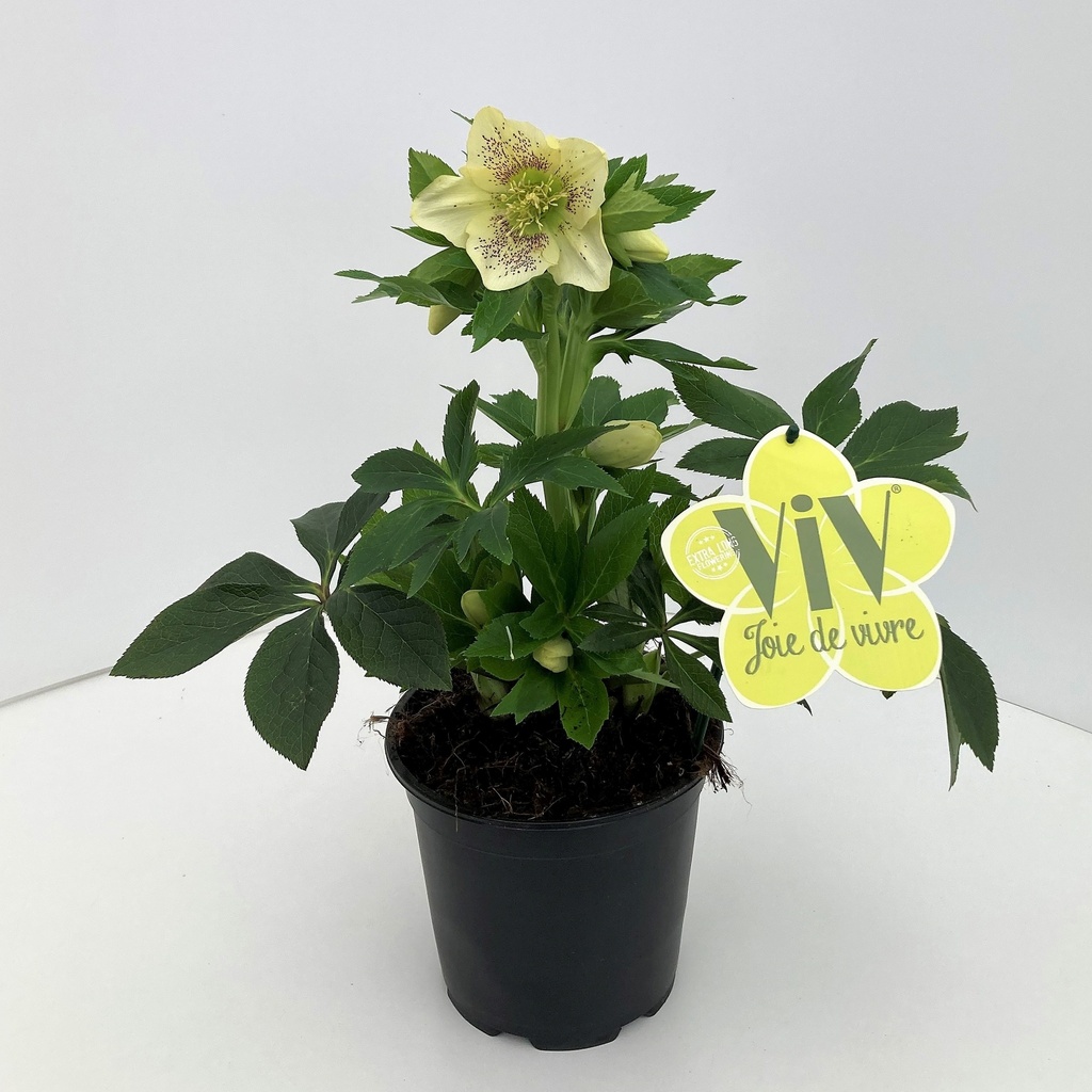 Helleborus or. ViV® 'Maeva'