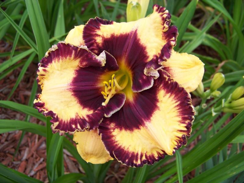 Hemerocallis 'Open my Eyes'
