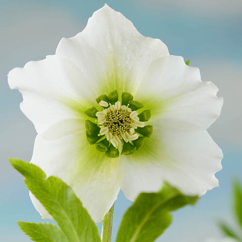 ROSE DE NOËL