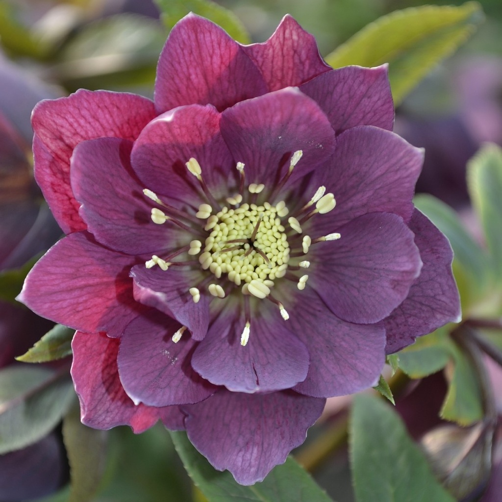 [HEORIEN] Helleborus orientalis (pot   9cm)