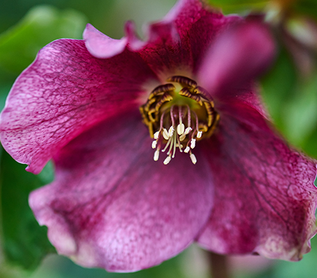 Helleborus or. ViV® 'Patricia'