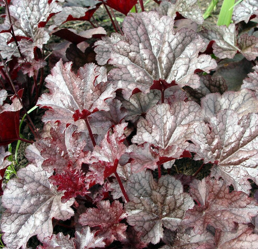 Heuchera 'Plum Pudding'