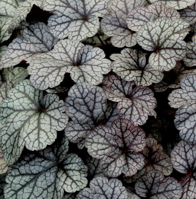 [HESILVE] Heuchera 'Silver Scrolls' (pot   9cm)