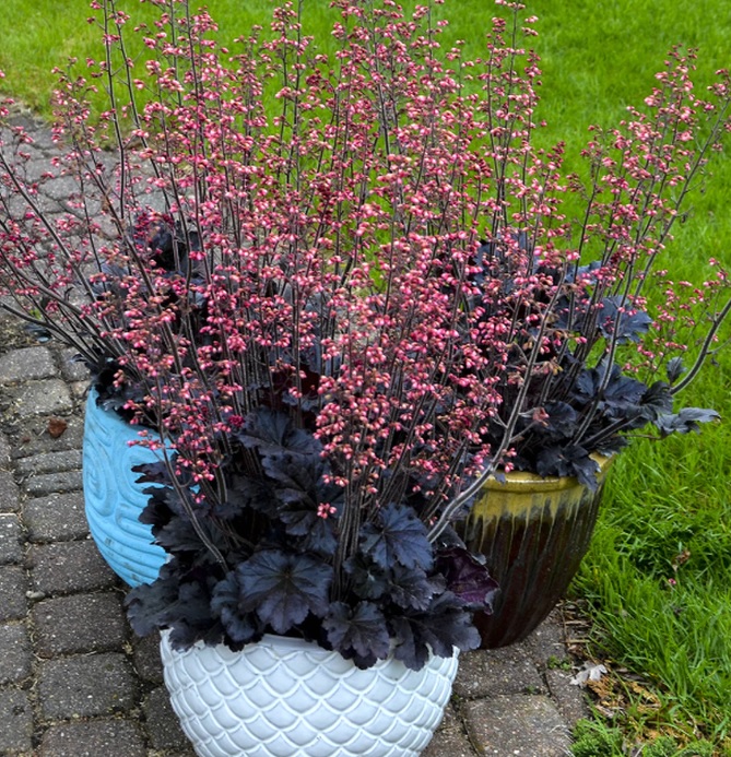 [HETNIGH] Heuchera 'Timeless Night' (pot   9cm)