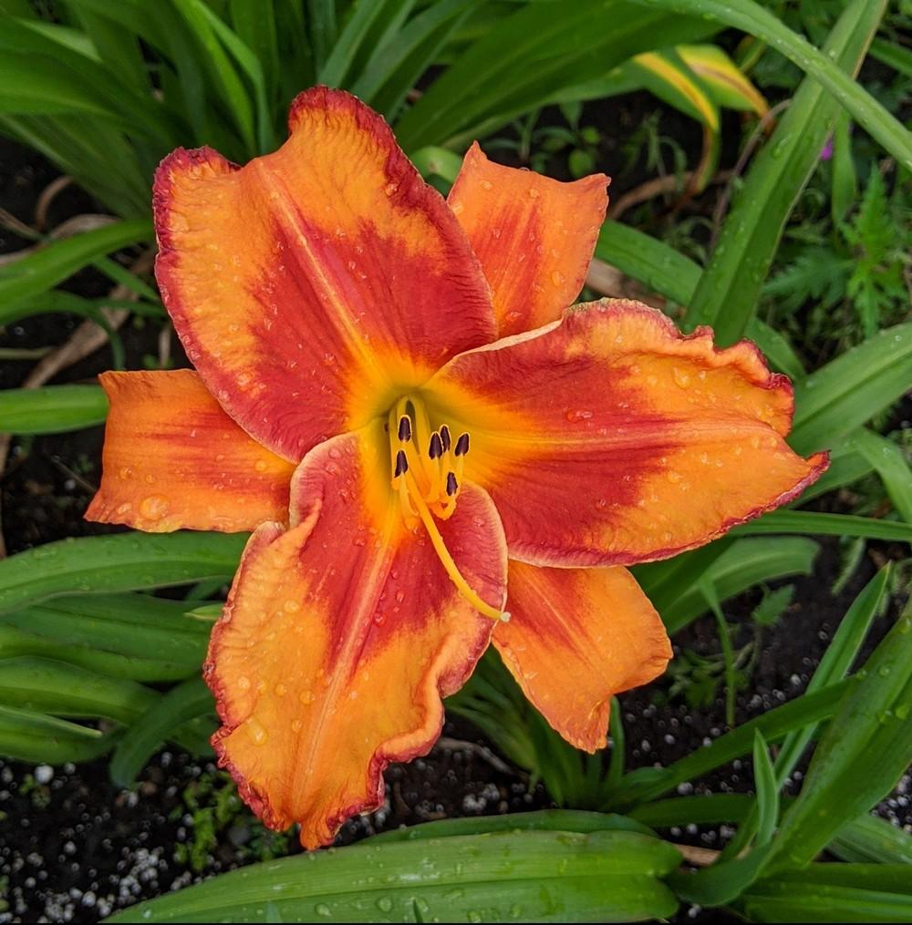 Hemerocallis 'Vulcano Queen'