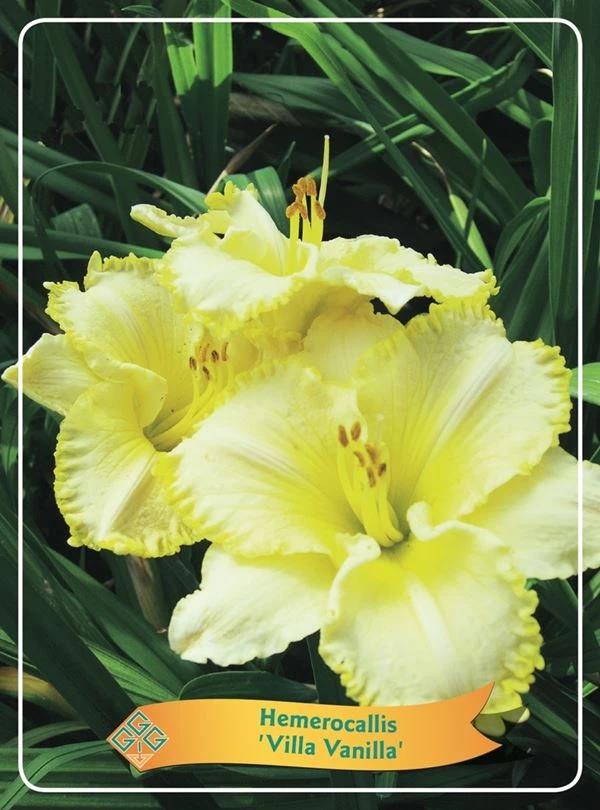 Hemerocallis 'Villa Vanilla'