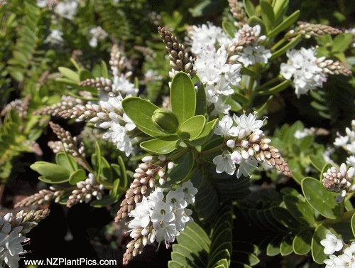 [HEWVMIS] Hebe 'Wiri Mist' (pot   2L)