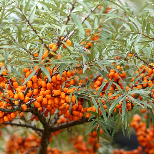 [HIRHAMN] Hippophae rhamnoides (—, —, pot 2L)