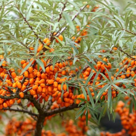 [HIRFORA] Hippophae rhamnoides 'Friesdorfer Orange' (100/125cm, pot  20L)