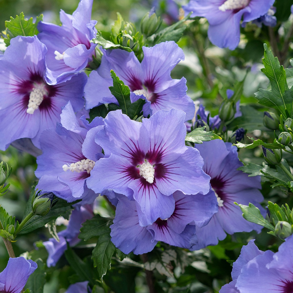 [HISBCHI] Hibiscus syr. 'Blue Chiffon' (tige, 50cm 50cm, pot 3L)