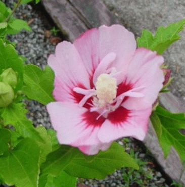 [HISHAMA] Hibiscus syr. 'Hamabo' (stam, 90cm, pot  10L)