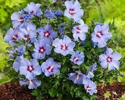 [HISMARI] Hibiscus syr. 'Marina' (stam, 120cm, pot  10L)