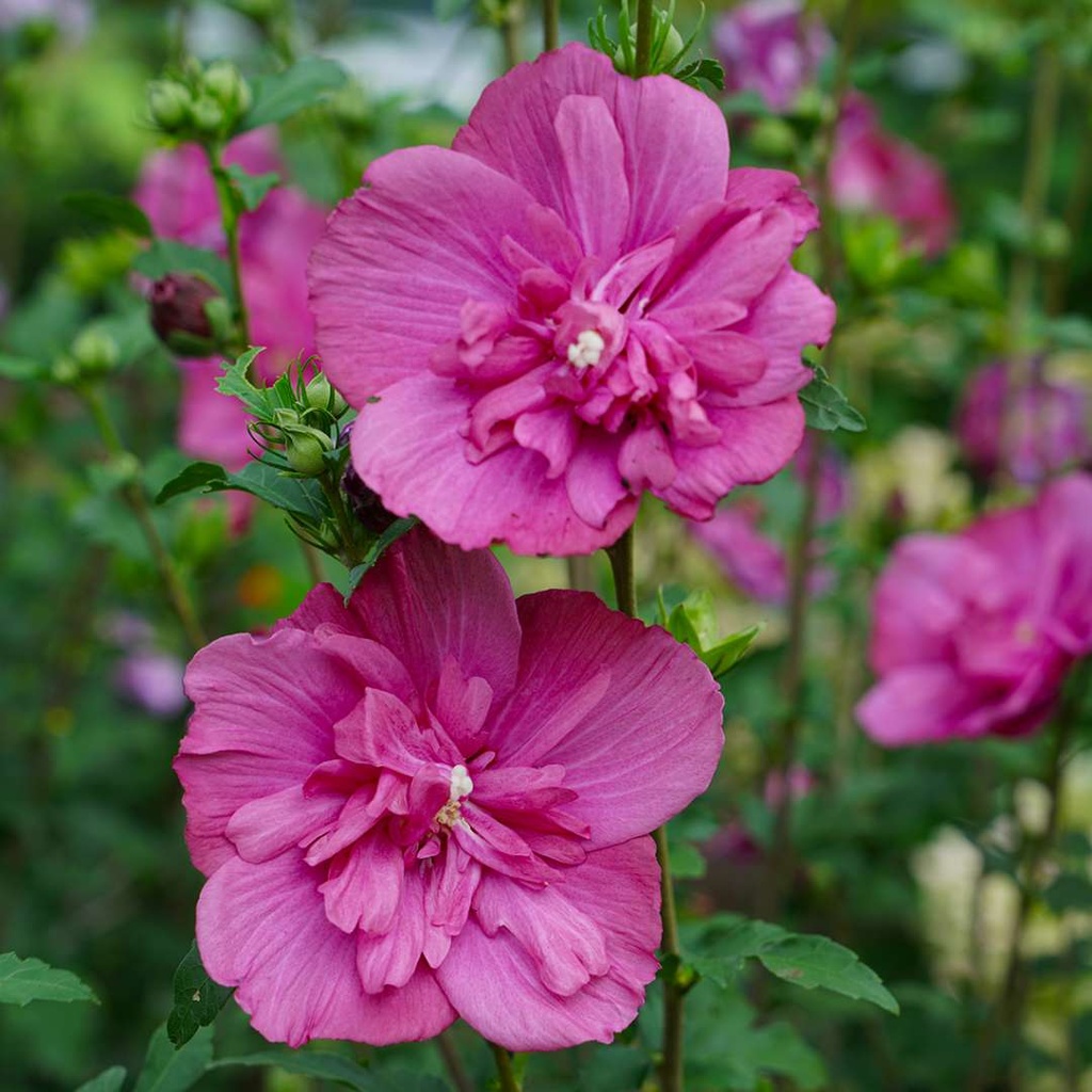 [HISMCHI] Hibiscus syr. 'Magenta Chiffon' (—, pot 3l tige 50cm)