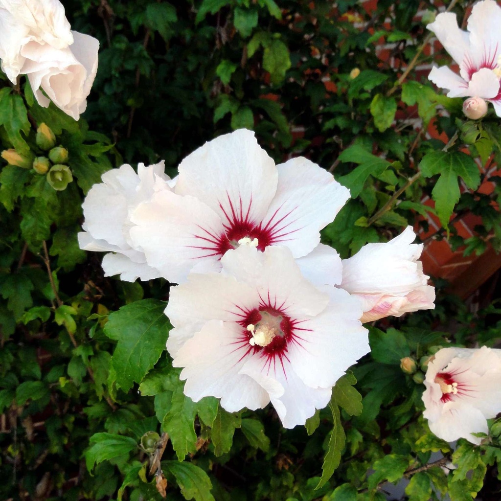 [HISMONS] Hibiscus syr. 'Monstrosus' (tige, 90cm, pot 10L)