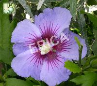 [HISOBLE] Hibiscus syr. 'Oiseau Bleu' (—, —, pot 3l tige 50cm)