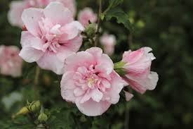 [HISPCHI] Hibiscus syr. 'Pink Chiffon' (60/80cm, pot   7.5L)