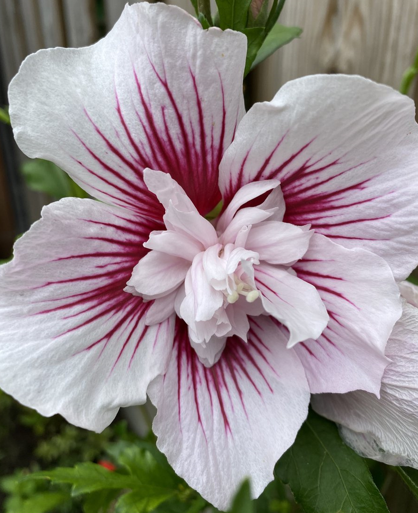 [HISSCHI] Hibiscus syr. 'Starburst Chiffon' (stam, 80cm, pot   7.5L)