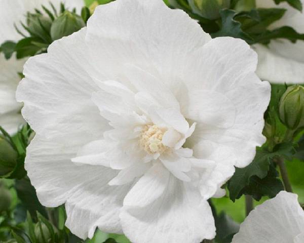 [HISWCHI] Hibiscus syr. 'White Chiffon' (tige, 90cm, pot 10L)