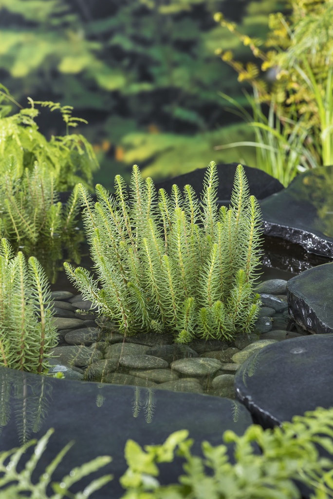 [HIVULGA] Hippuris vulgaris (pot   9cmw)