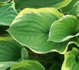 [HOFAURE] HOSTA (pot 2L)