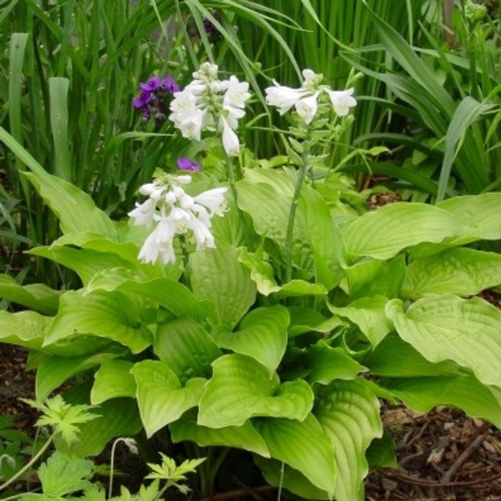 [HORSTAN] Hosta 'Royal Standard' (pot   9cm)