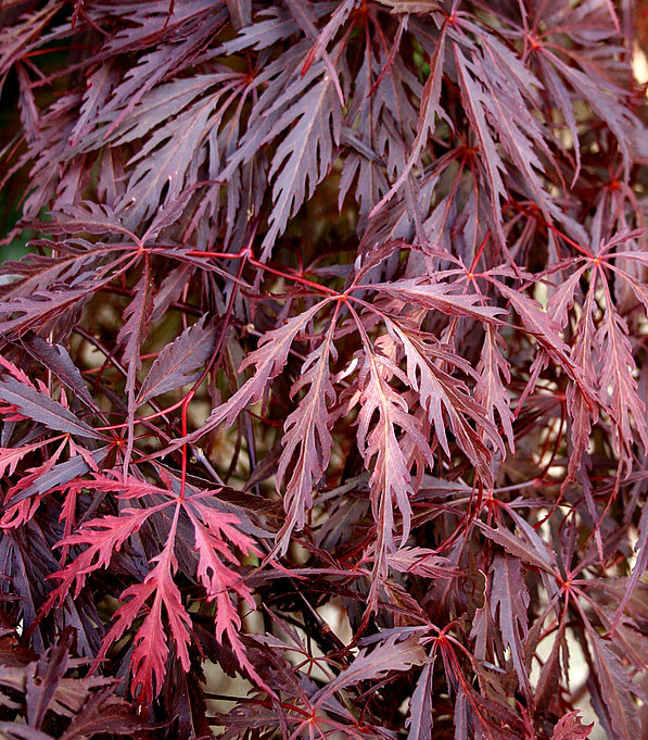 [ACPDGAR] Acer palm. 'Dissectum Garnet' (—, 40/60cm, pot   3L)