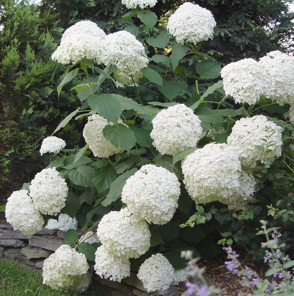 [HYAANNA] HORTENSIA (pot 3L)