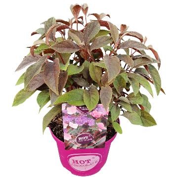 [HYAHCHO] HORTENSIA RUGUEUX (—, pot 3L)