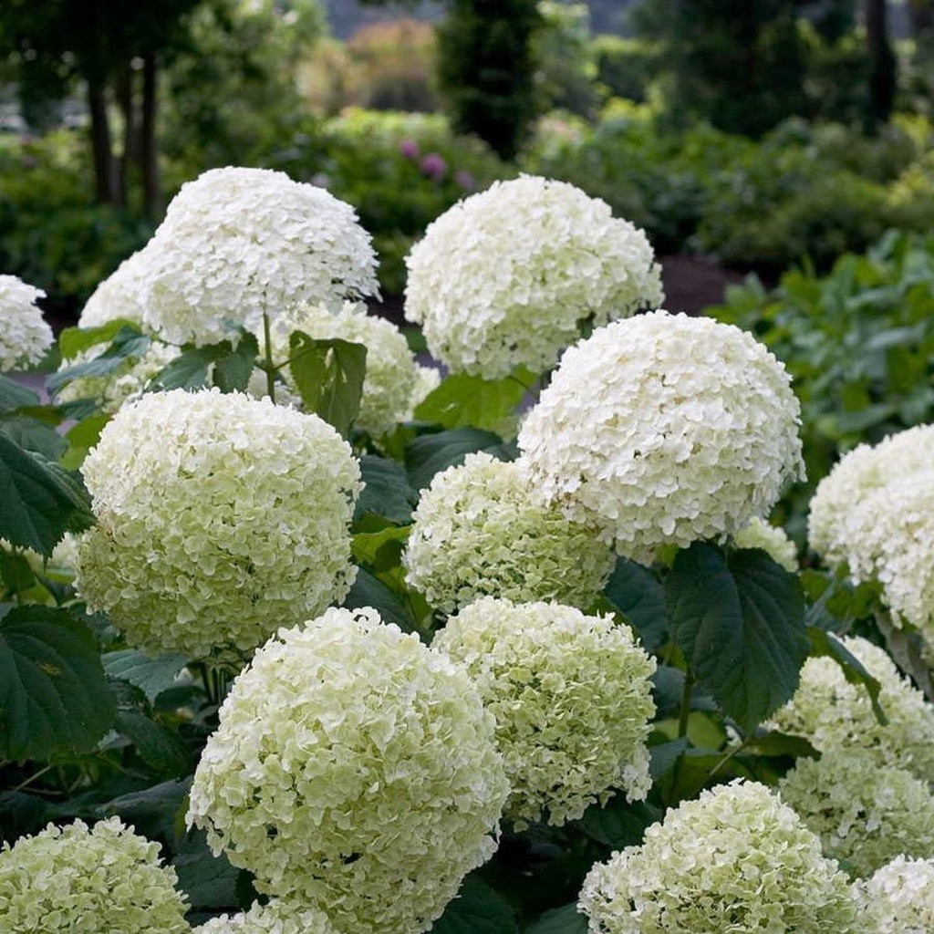 [HYAINCR] HORTENSIA (pot 3L)