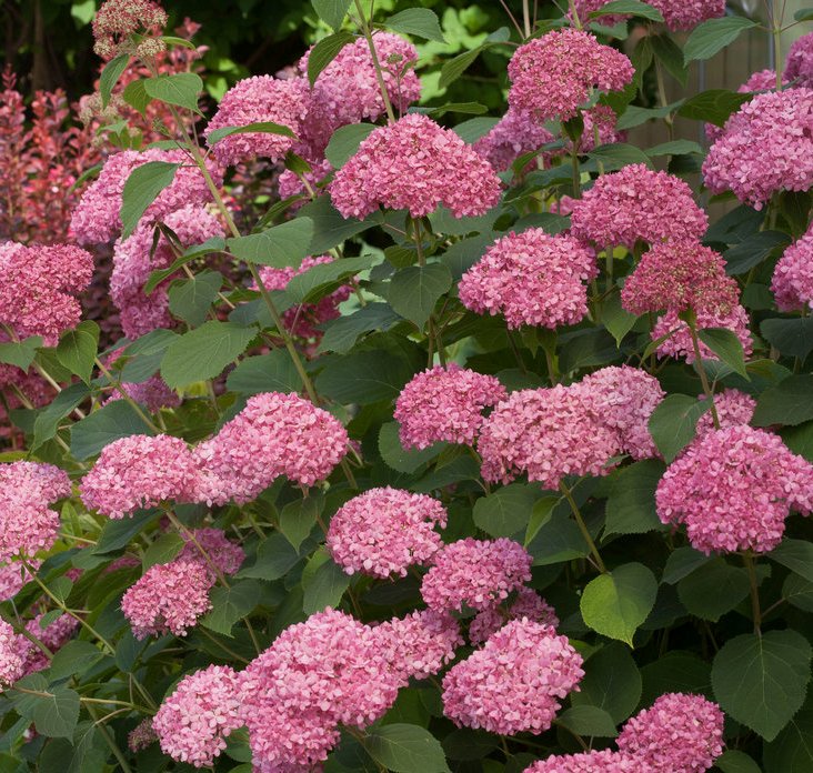 [HYAINVI] Hydrangea arb. 'Invincibelle'® = 'Pink Annabelle' (pot   3L)