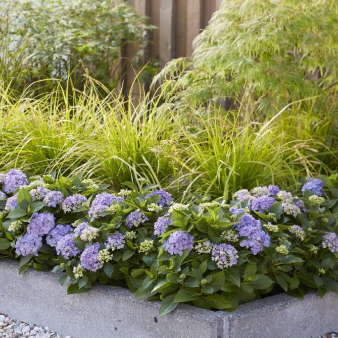 Hydrangea 'Forever and Ever'® Hortbux BLAUW