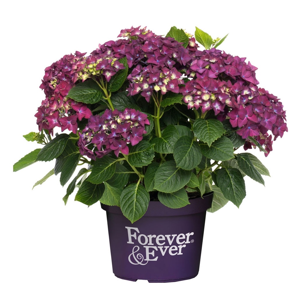 [HYFAEPU] Hydrangea 'Forever and Ever'® PURPER (pot   5L)
