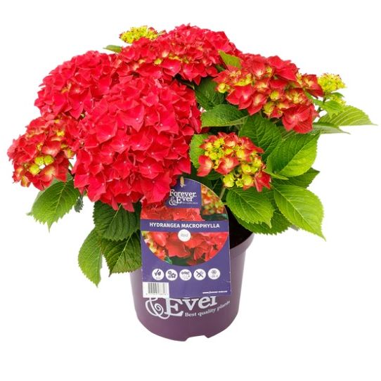 [HYFAERO] Hydrangea 'Forever and Ever'® ROOD (pot   5L)