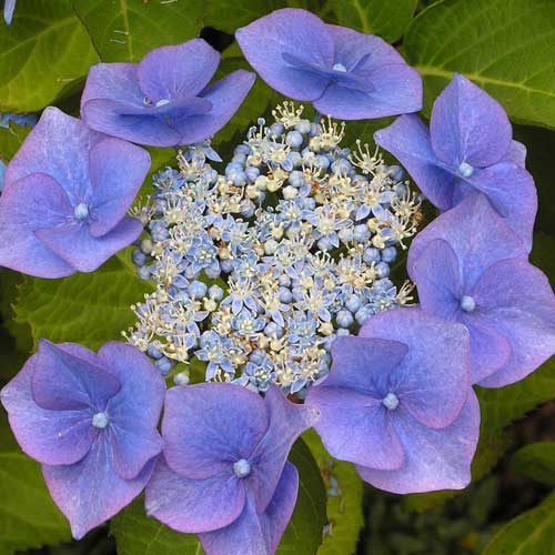Hydrangea 'Forever and Ever'® Teller BLAUW