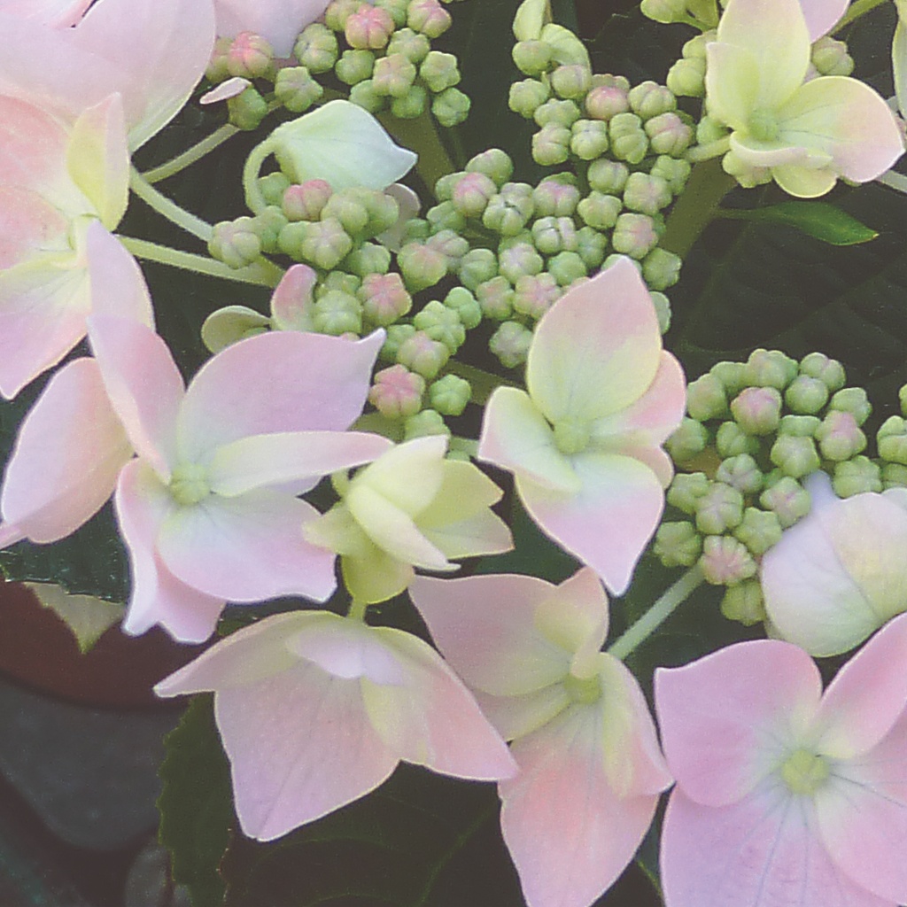 Hydrangea 'Forever and Ever'® Teller ROSE