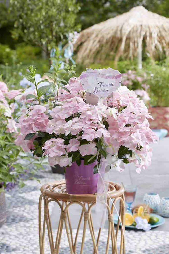 HORTENSIA