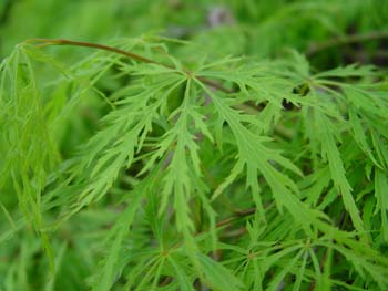 [ACPDISS] Acer palm. 'Dissectum' (stam, 90cm, pot  10L)