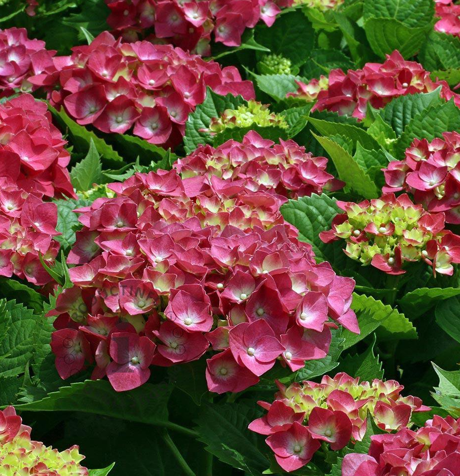 [HYMAGLU] HORTENSIA (pot 3L)