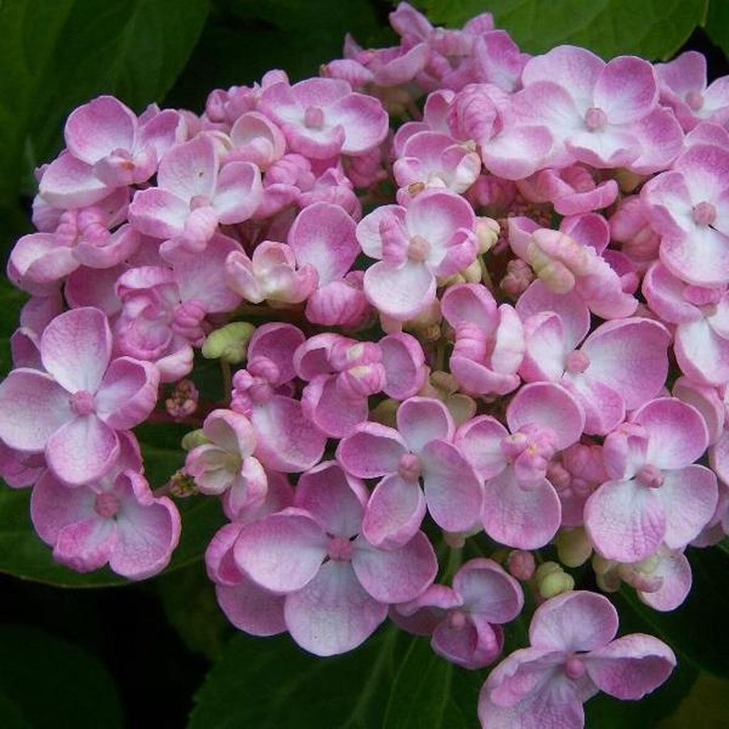 [HYMAYES] Hydrangea macr. 'Ayesha' (pot   3L)