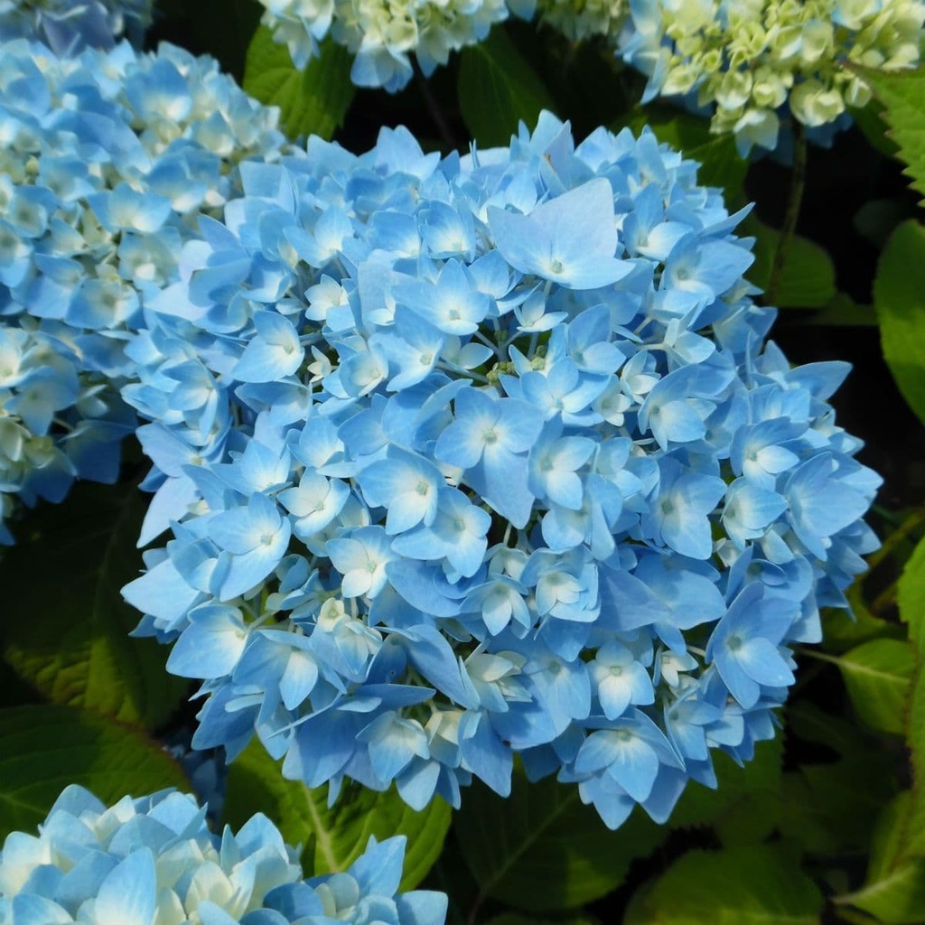 HORTENSIA
