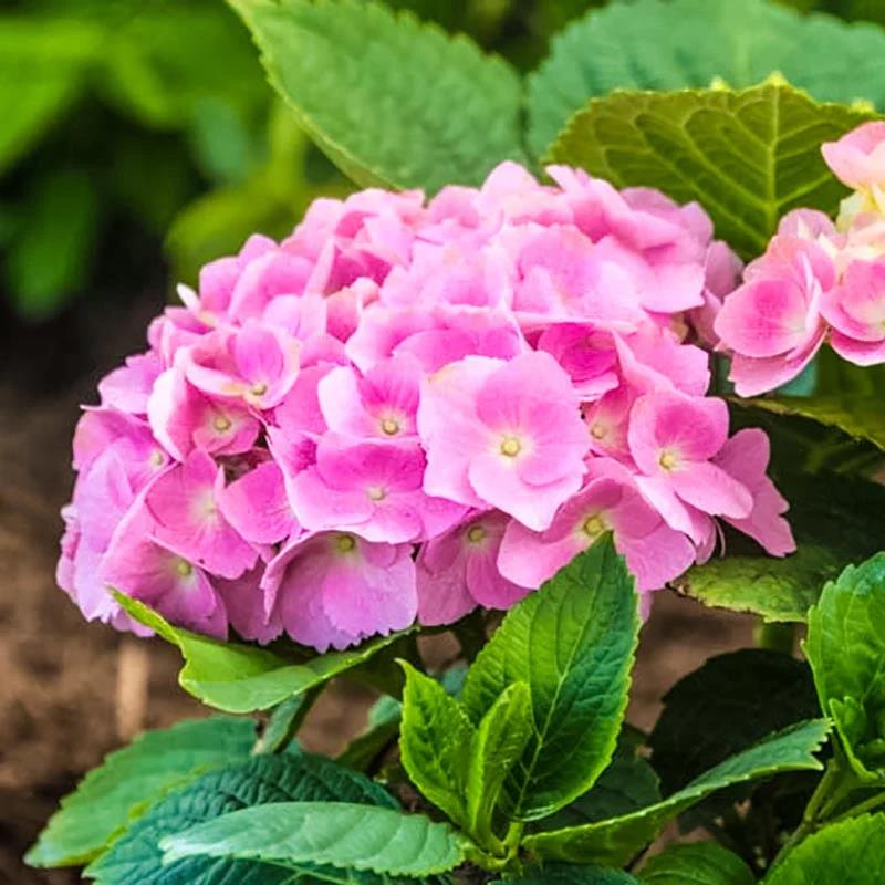 [HYMEPIN] Hydrangea macr. 'Early Pink' ® (pot   5L)