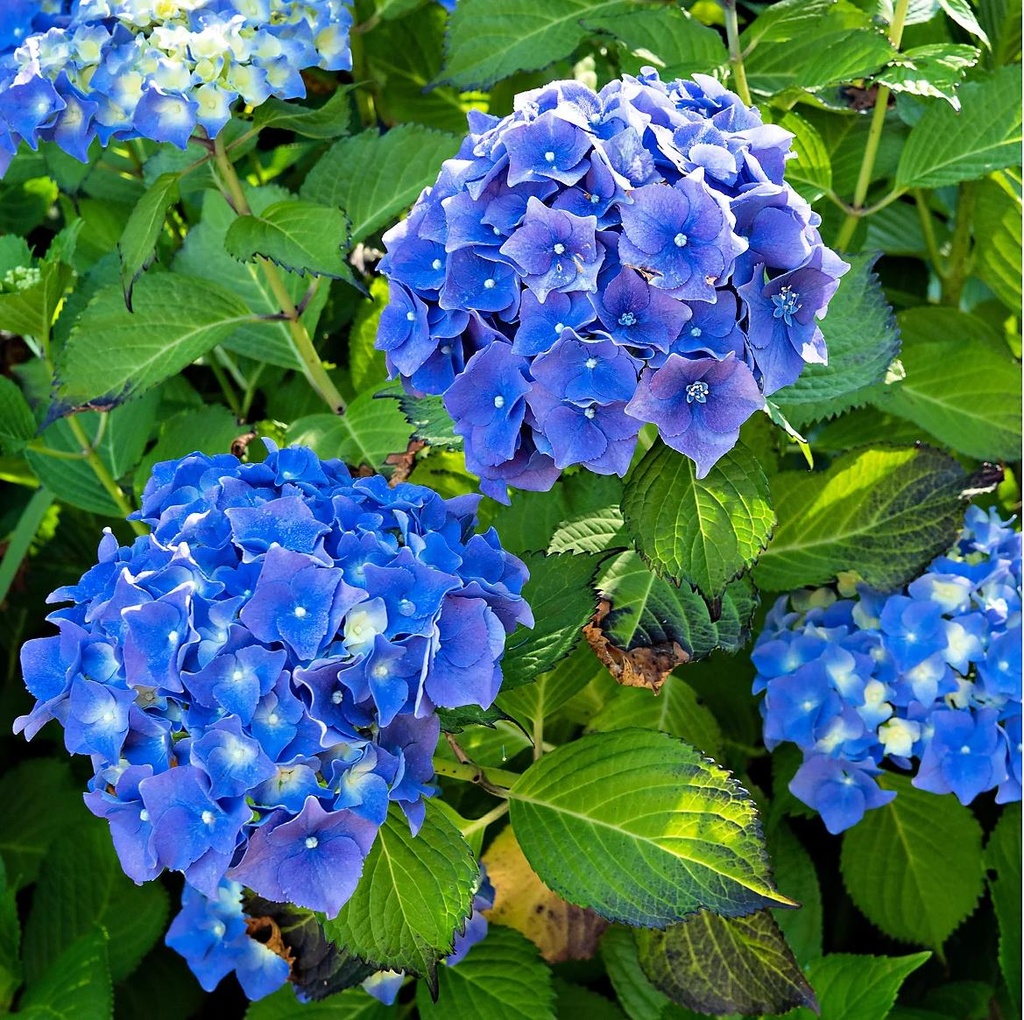 [HYMEBLU] HORTENSIA (pot 5L)