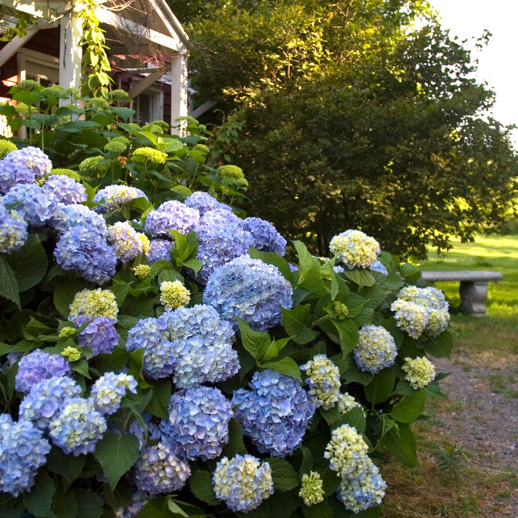 [HYMESUM] Hydrangea macr. 'Endless Summer'® BLAUW The Original (pot   5L)